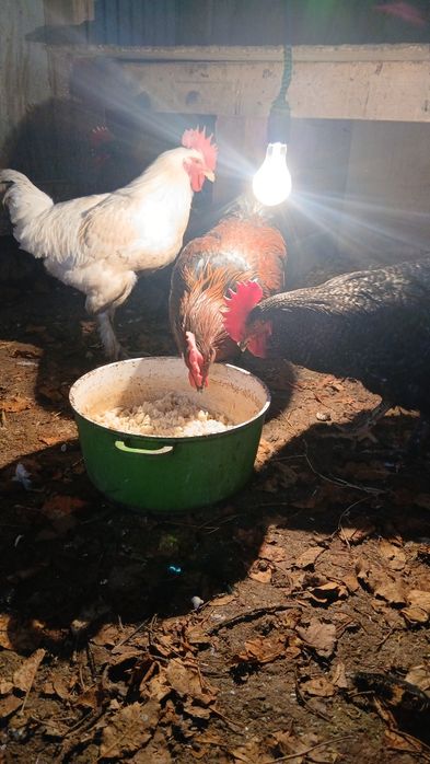 Продам петухов домашние