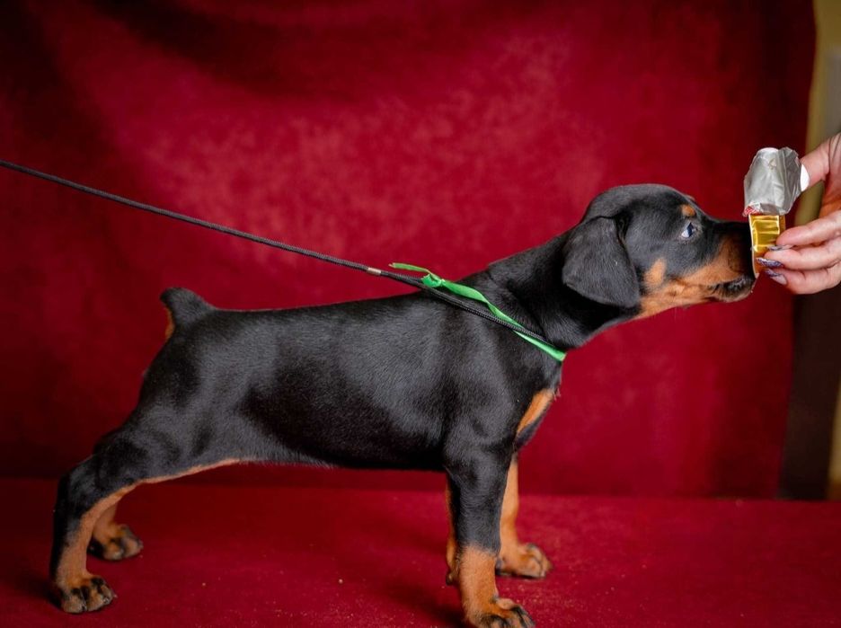 Элитные щенки .Щенок Добермана