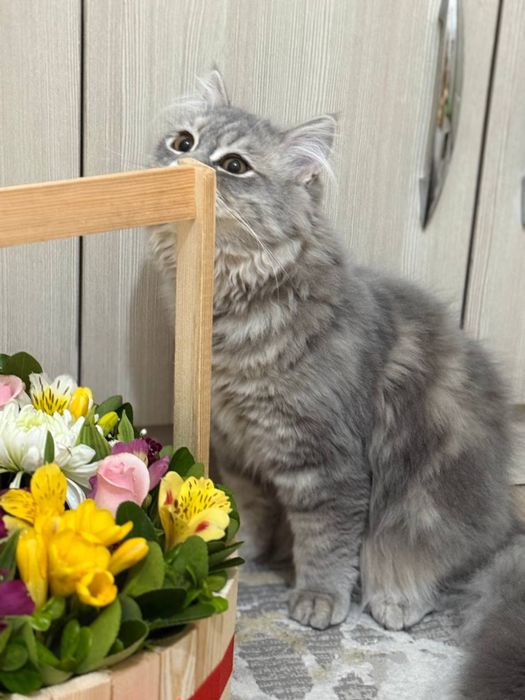 Heyland mushugi sotiladi