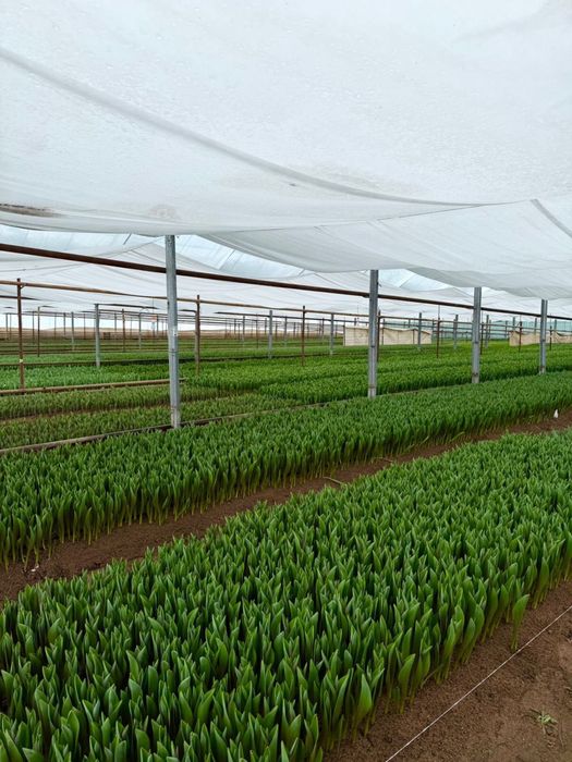 Оптом тюльпаны Алматы Астана