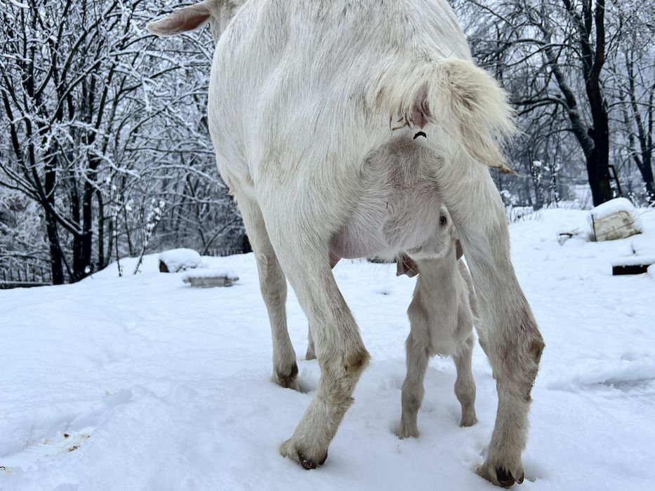 Capra saanen cu anglonubian recent fatata