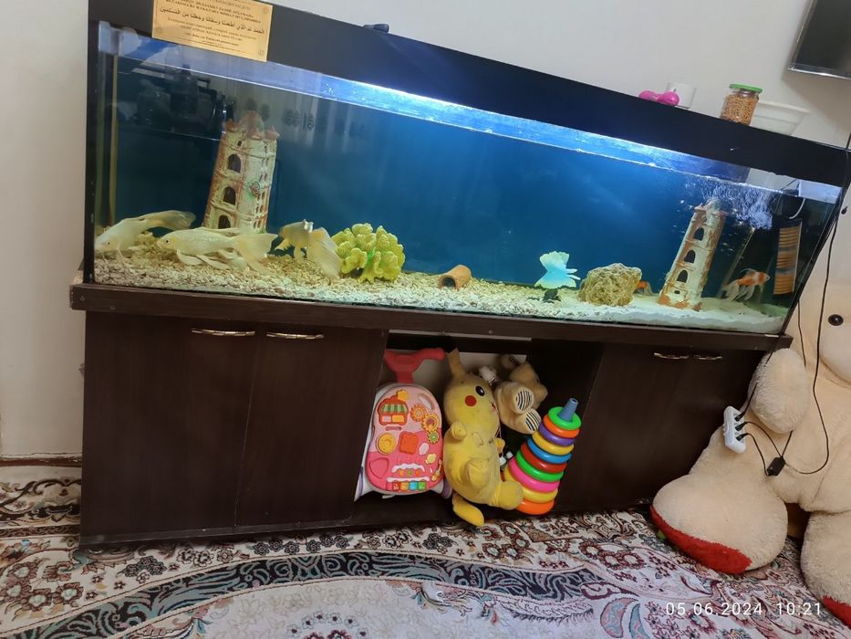 Akvarium sastayana yaxwi