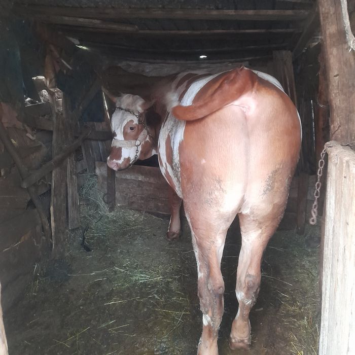 Vand doi tauri unul de un an si 8 luni si unul de doua luni