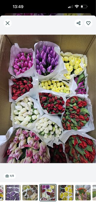 Тюльпаны оптом и в розницу