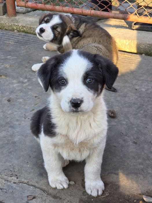 Catei pentru adoptie