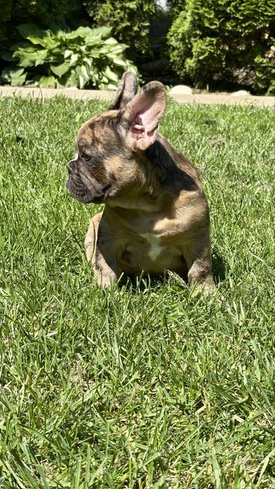 Bulldog Francez Coco Merle