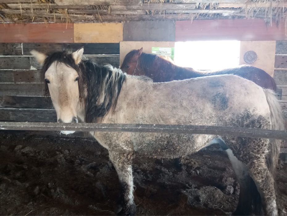 Семіз жылқы қой сатамын.