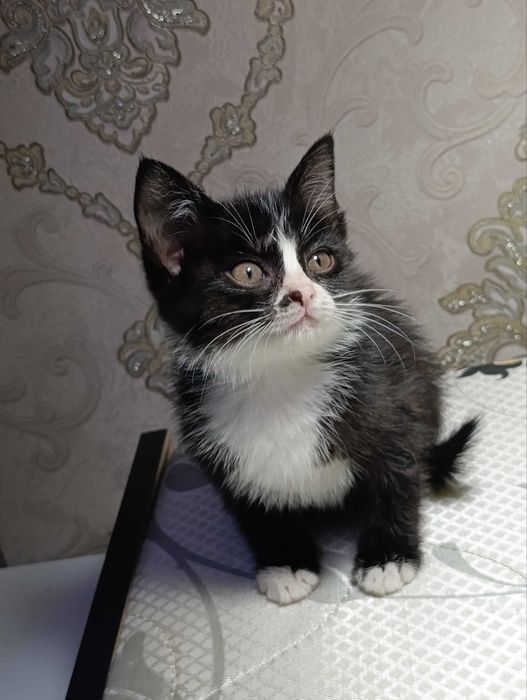 Отдам котёнка в хорошие руки мальчик