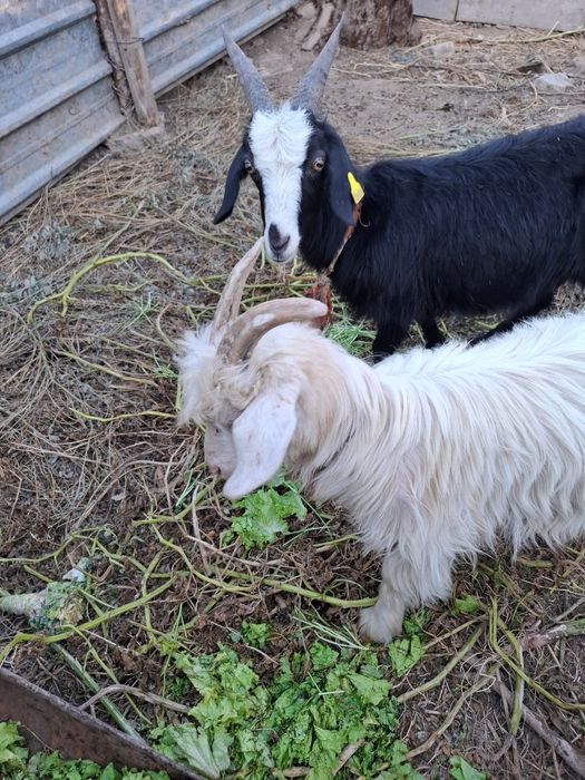 Продам коз девочки