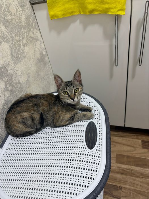 Кошка в добрые руки