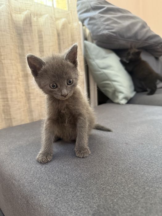 Котята бесплатно