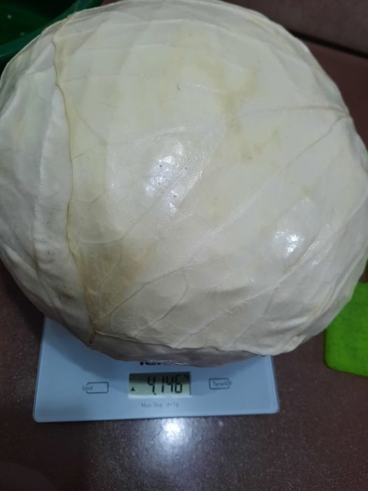 Продам домашнюю капусту