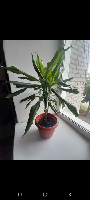 Драцена комнатное растение