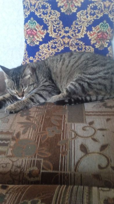 Отдам кота и кошек в добрые