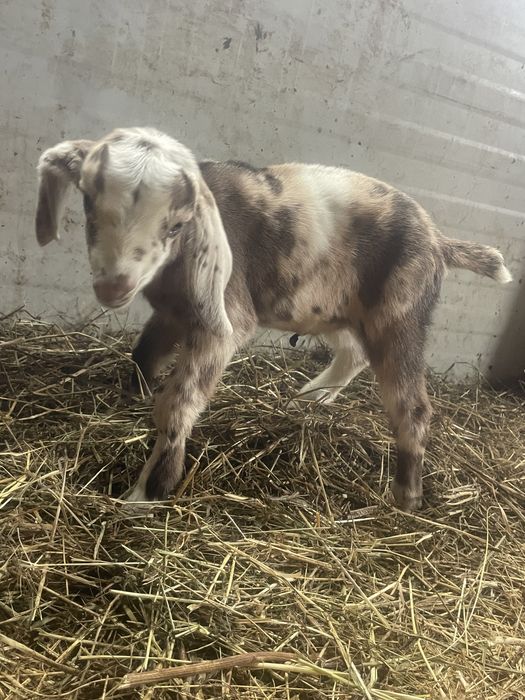 Tapisor anglo nubian cu pete