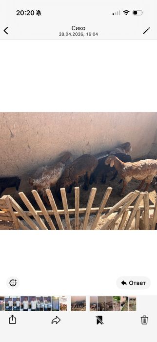 Бараны, кой сатылады