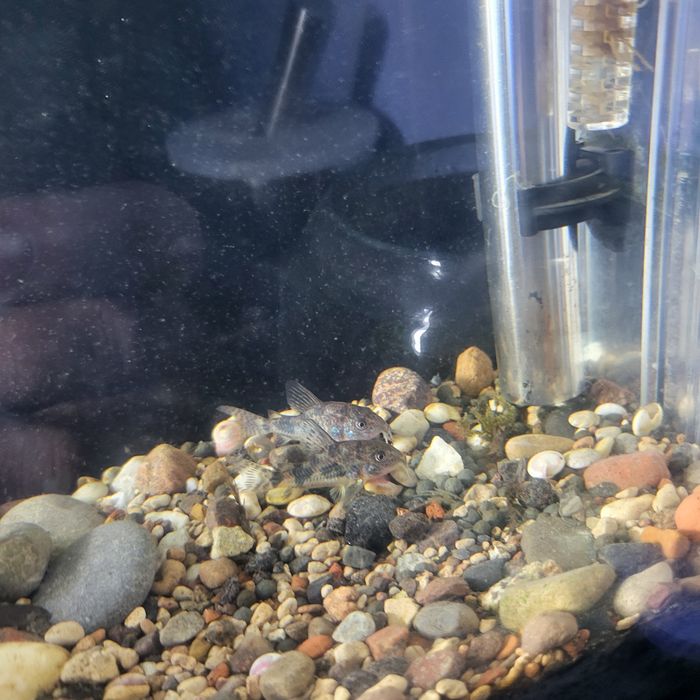 Akvarium 7-8 litrlik