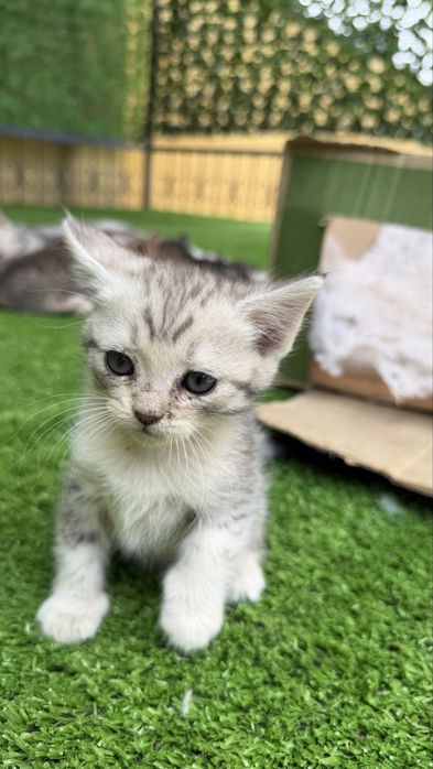 Срочно продаю котёнка