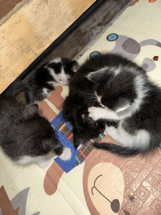 Отдам котят бесплатно!