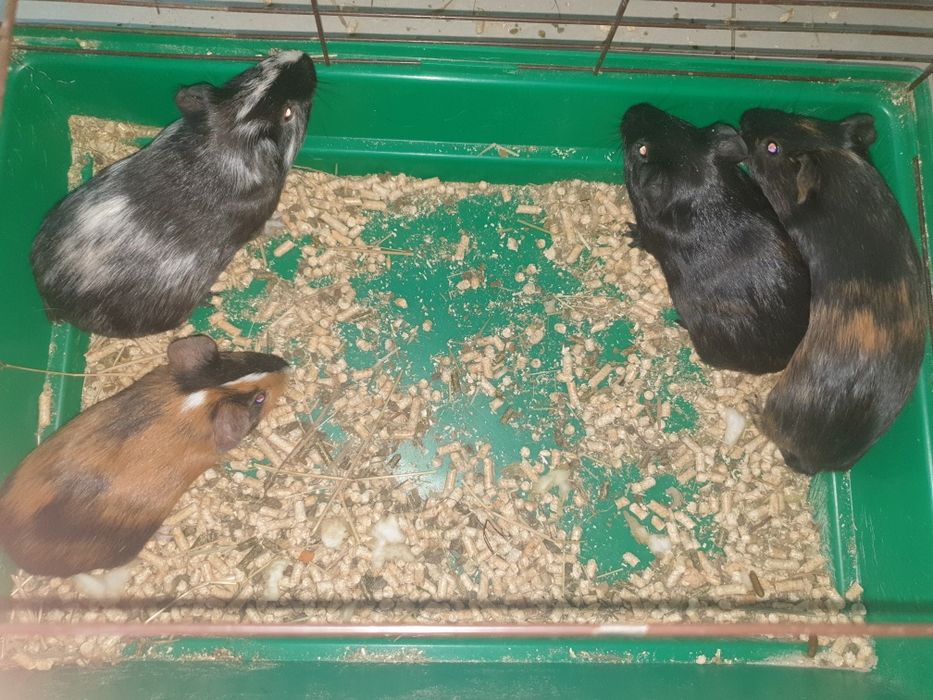 Морские свинки очень милые и ручные!