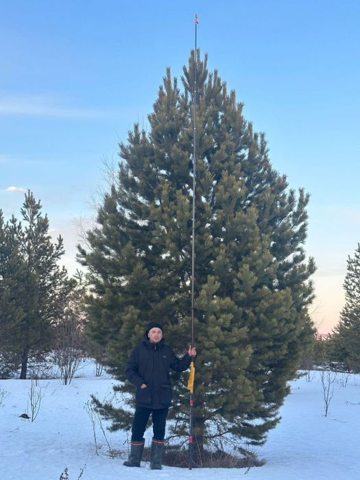 Газон ель озеленение