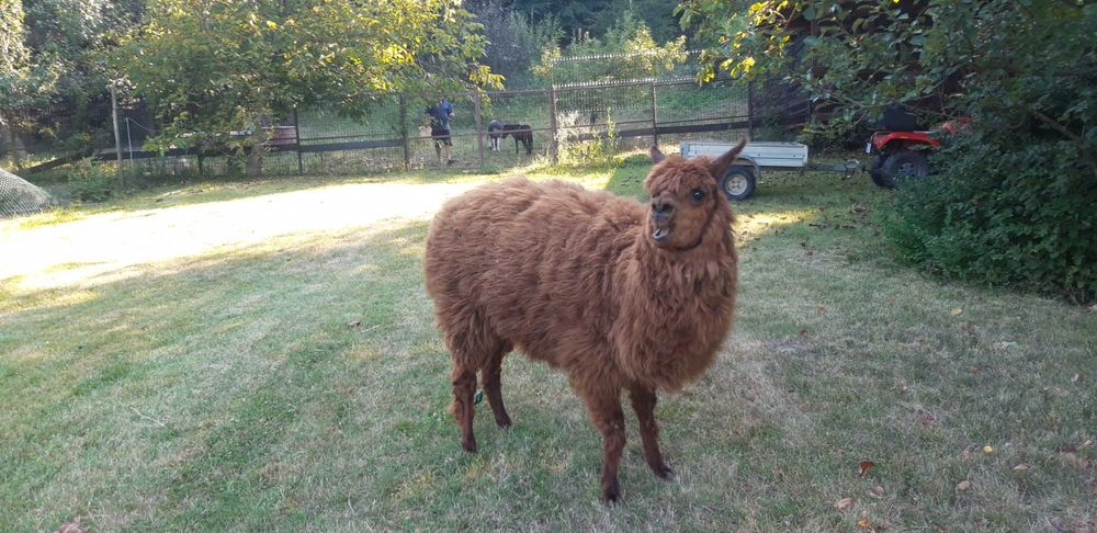 VAND o femela de ALPACA bine intretinuta