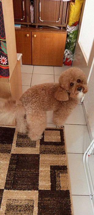 средно момче пудел