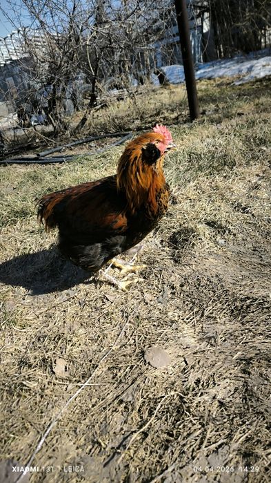 Продам молодых петухов