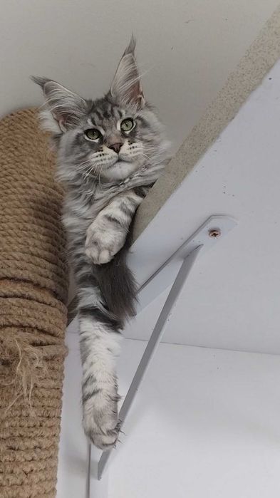 Băiețel Maine Coon cu pedigree - Luceris
