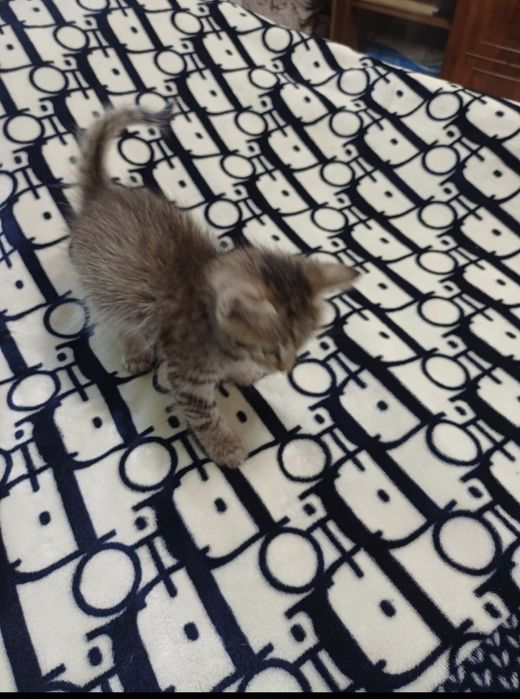 Отдадим котёнка, Крысолов!