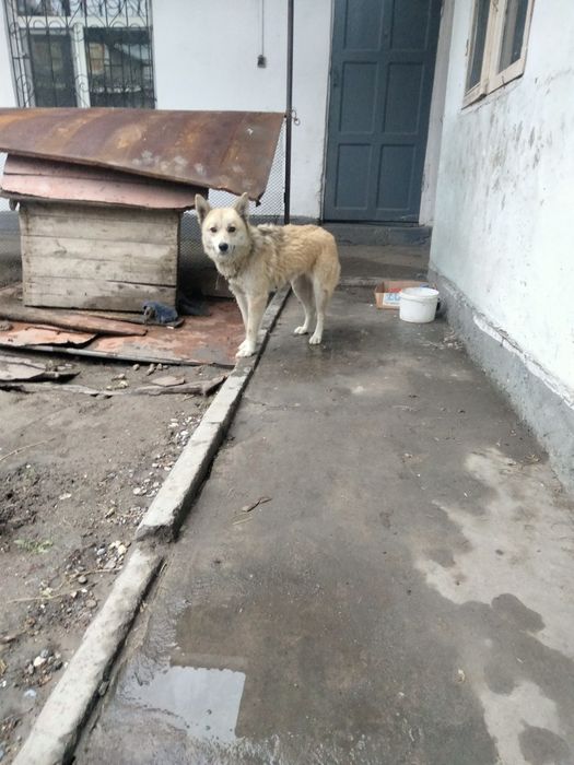 Собака породы Хаски с щенком