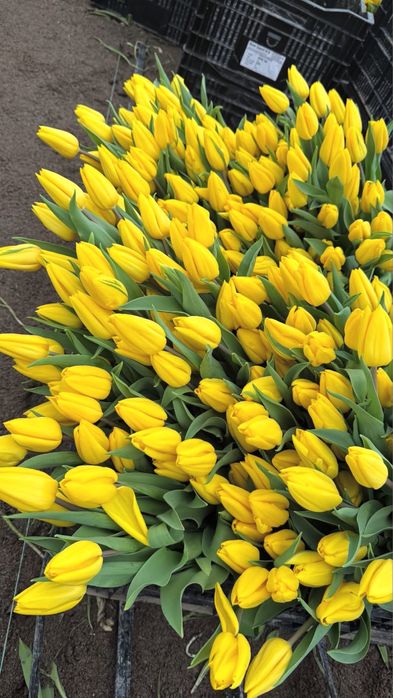 Тюлтпаны! Премиум класса и голладские!