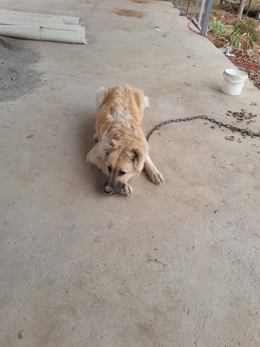 Собака парода алабай.