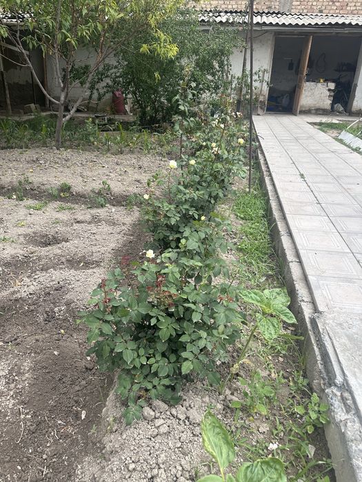 Продаются розы.бело- розового цвета, устойчивые к холодам.