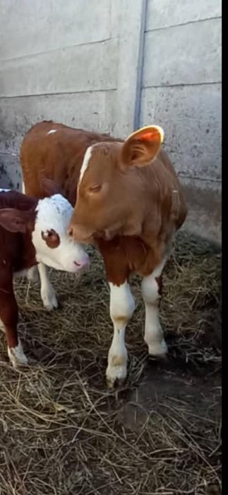 Vând o vițea bună cu stea în frunte
