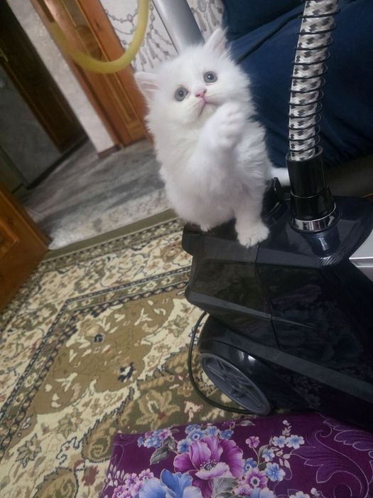 Продаются невские ангорки