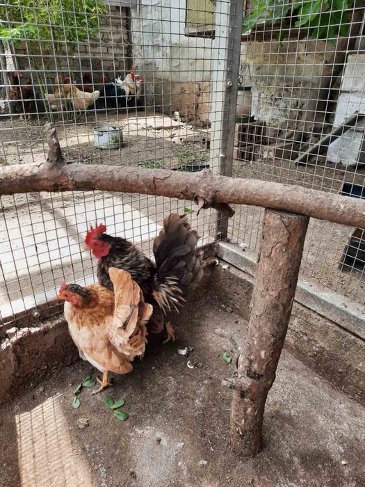 Продавам чифт Серама