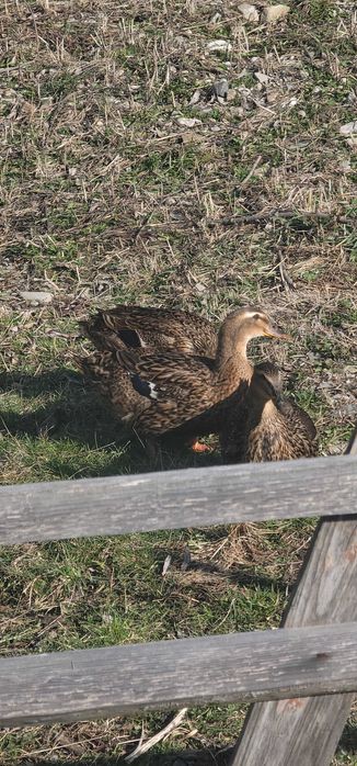 Ouă de rață Rouen pentru incubat sau boboci de rata din aceeași rasa