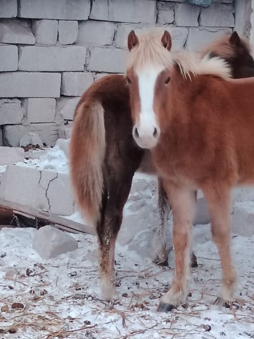 Бие, Айғыр, Ұрғашы тай, Қой Ешкі сатылады