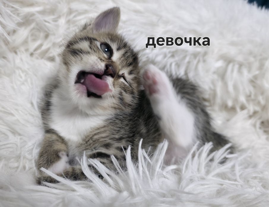 Отдам котенка в добрые руки