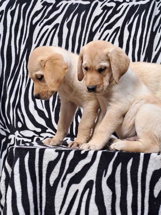 Продажа собак и щенков