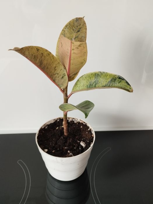 Продам фикус Шривериана