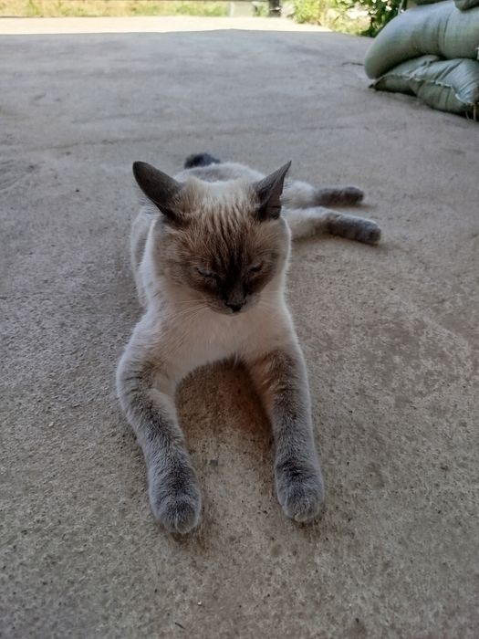 Отдам тайскую кошку