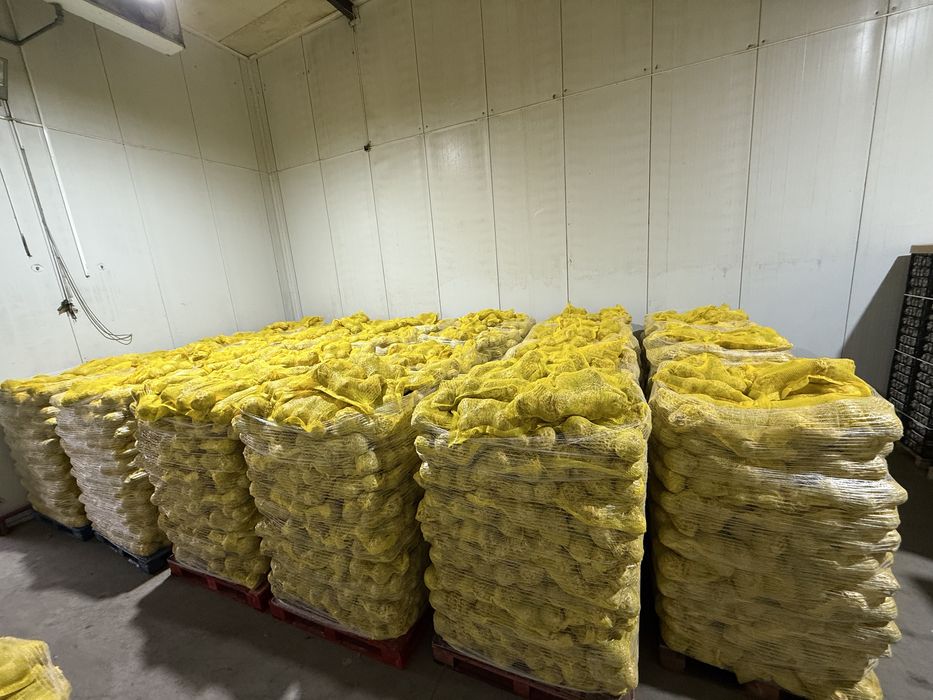 Țelină EN-GROS – Calibru 15+ și 10–15 | Palet / Cantități mari