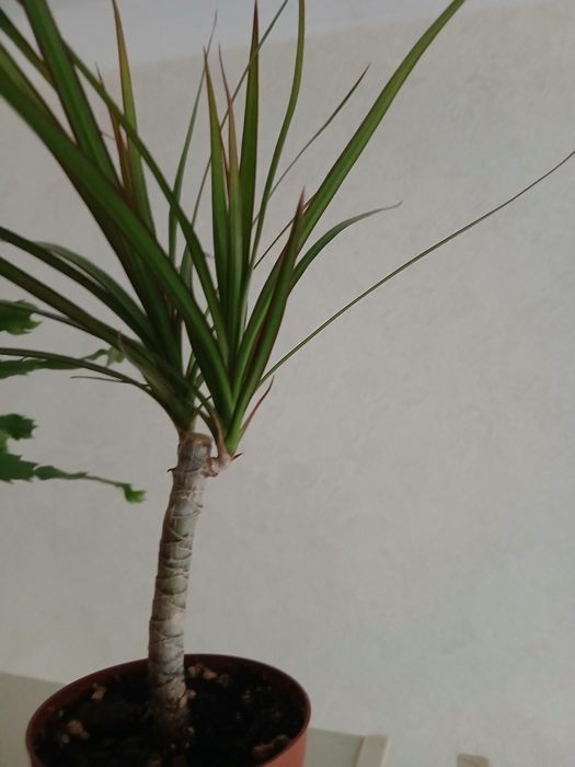 Драцена комнатные цветы