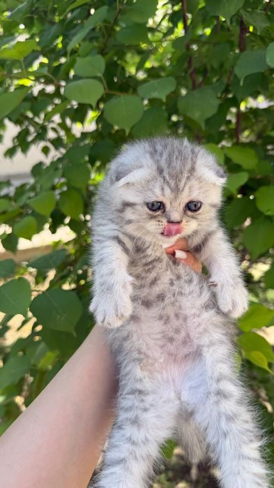 Продаётся котята