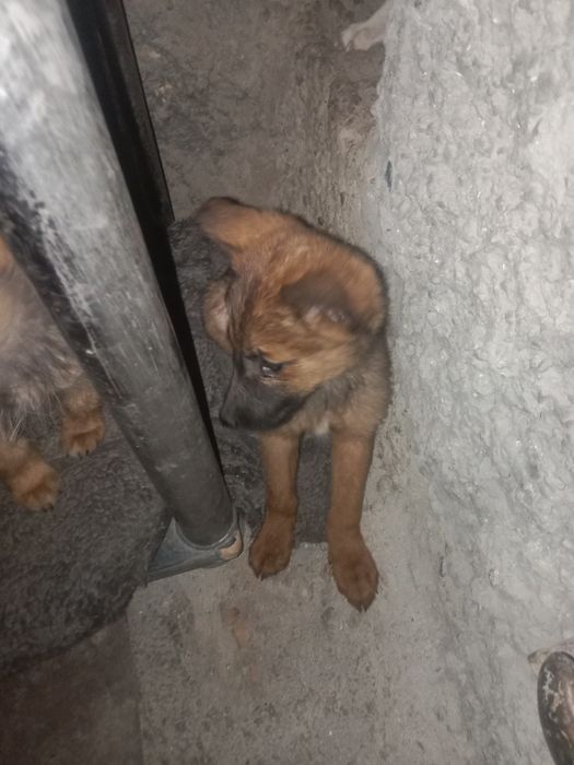 Отдам в хорошие руки щенков