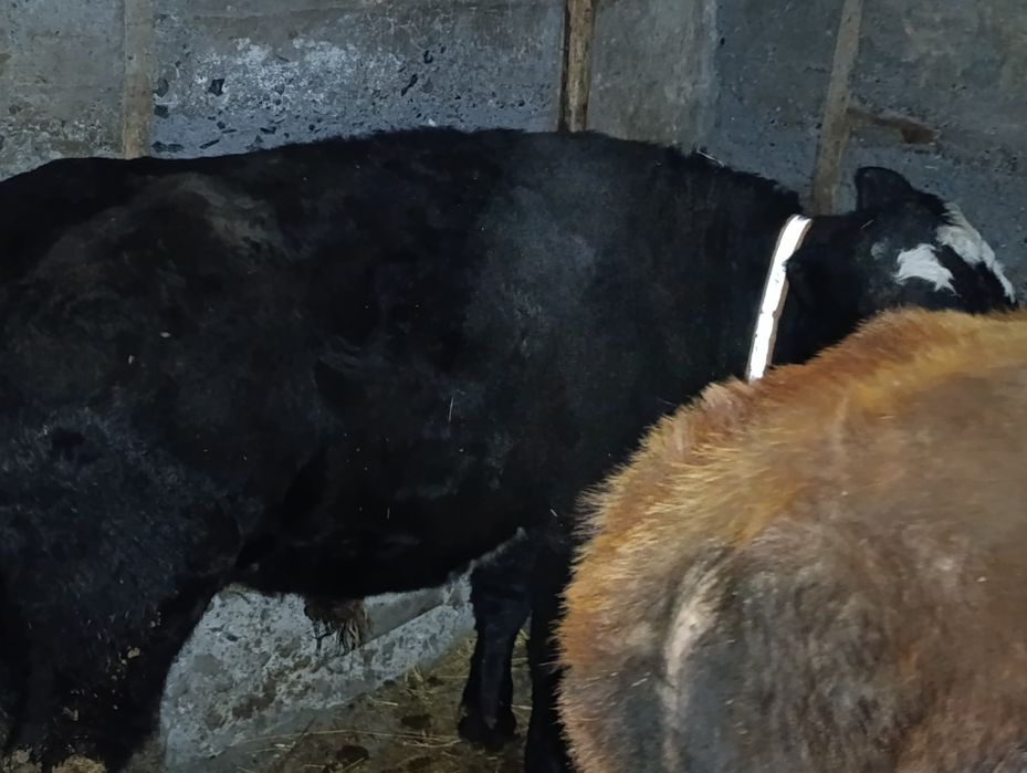 Бычки есть на продажу