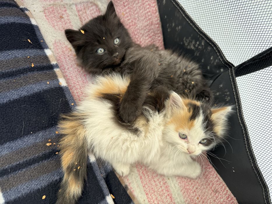 Котенок девочка 1,5 месяца