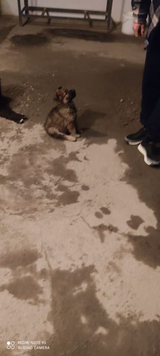 Собака очарка.                         .